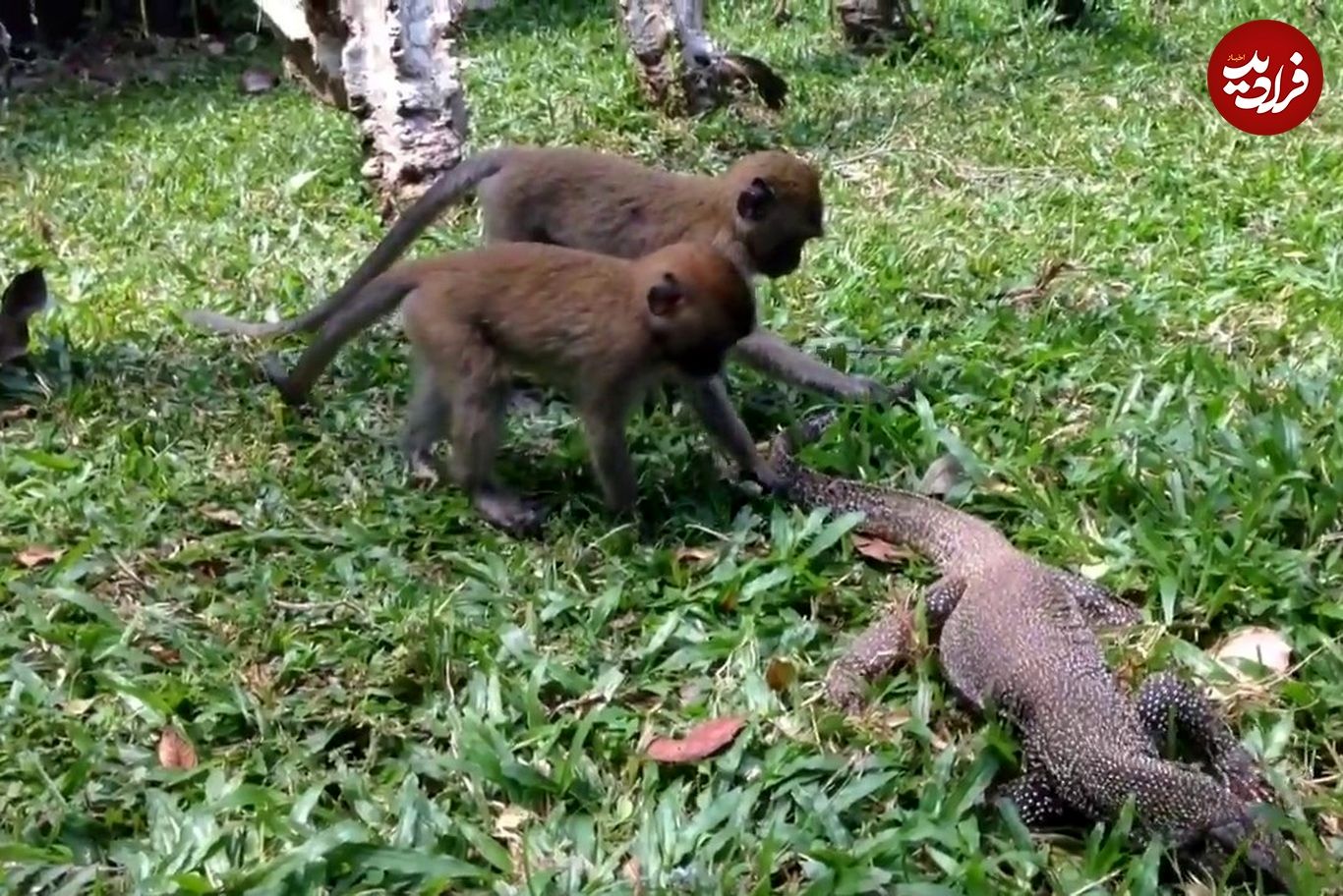 (ویدئو) سیلی زدن عجیب بزمجه‌ها و میمون‌ها به یکدیگر بر سر غذا