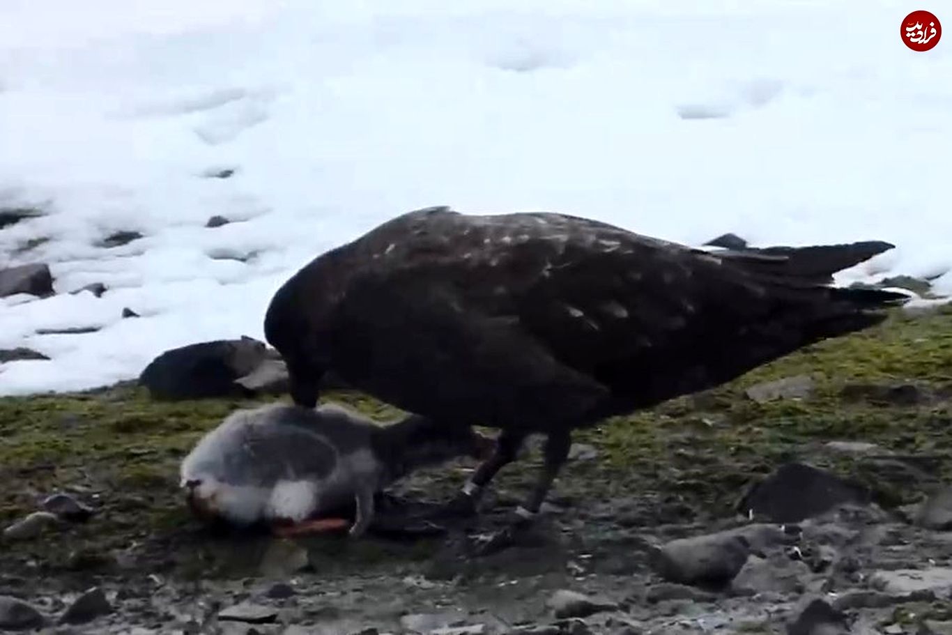 (ویدئو) مرغ کاکایی اقیانوسی، بچه پنگوئن را زنده زنده خورد!