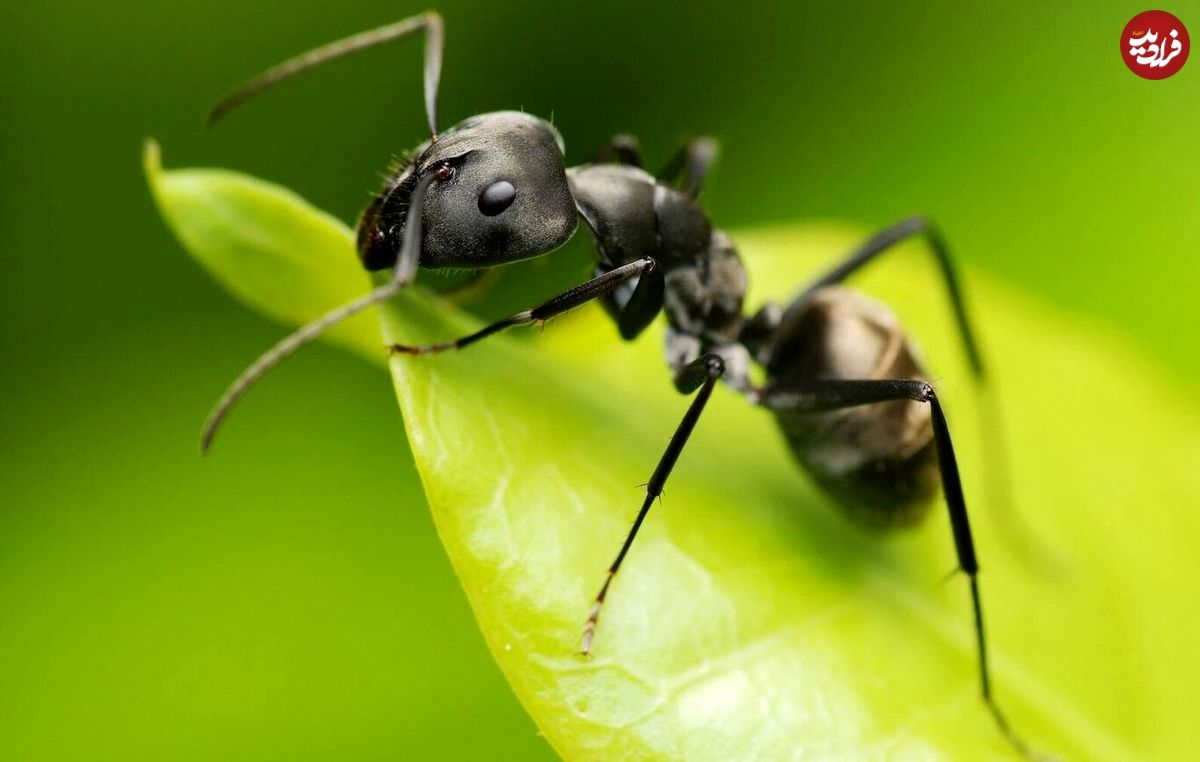 (عکس) نمایی ترسناک از یک مورچه!