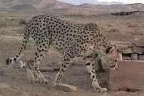 (ویدئو) حضور سرزده سه یوزپلنگ در کنار جاده