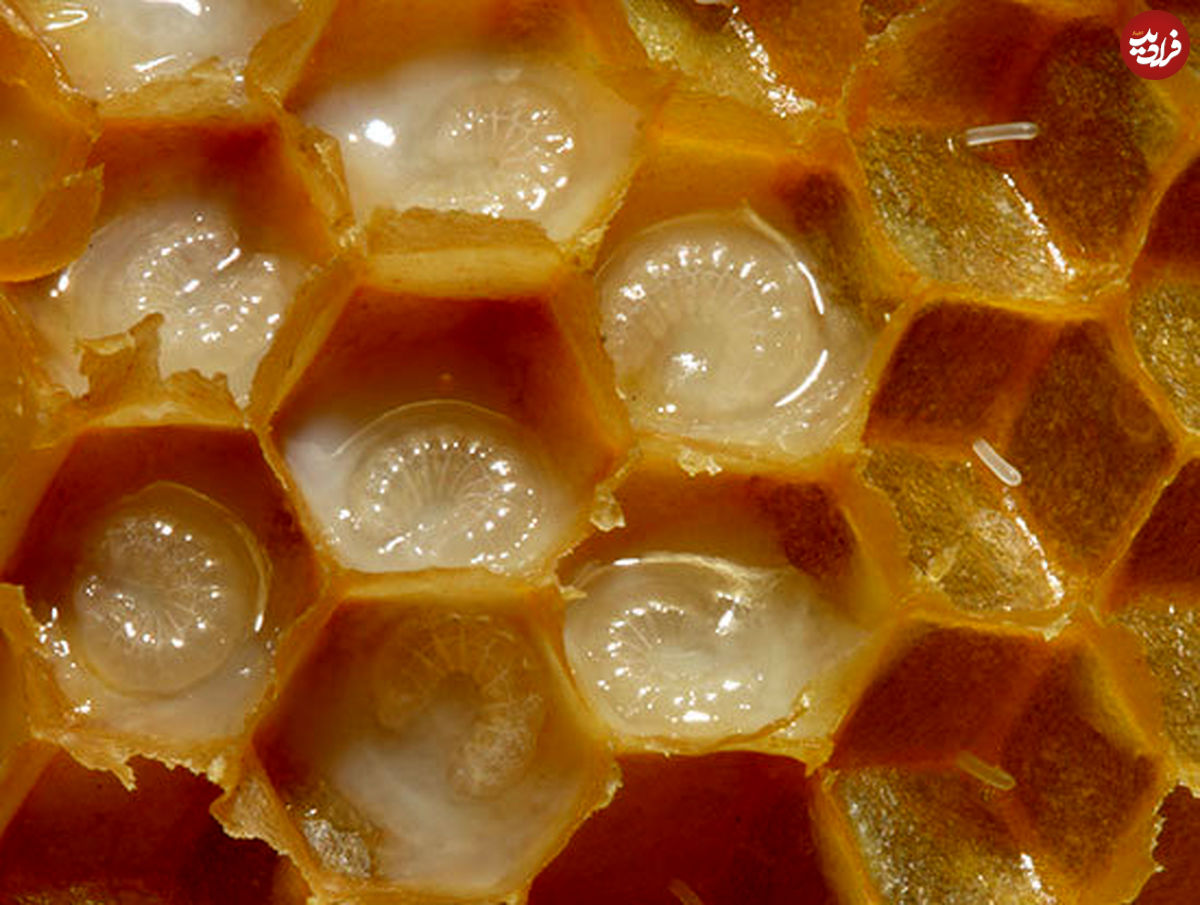 عسل، درمانی برای آثار سوختگی