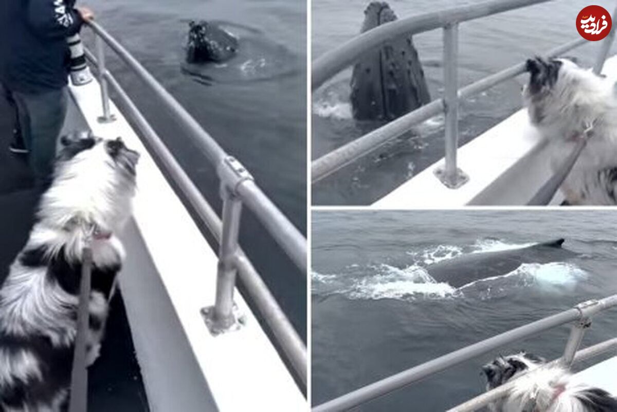 (ویدئو) هیجان جالب سگ خانگی از دیدن نهنگ گوژپشت