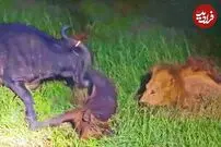 (ویدئو) حرکت احمقانه بوفالو برای نجات گوساله اش از چنگ شیر نر!