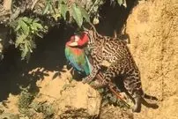 (ویدئو) یوزگربه باهوش، طوطی ماکائو زیبا را شکار کرد!