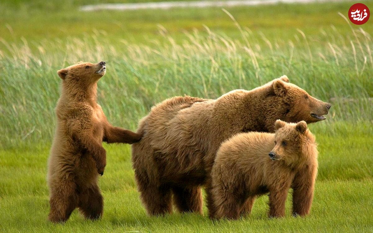 (ویدئو) تصویری زیبا از خرسِ مادر و دو توله‌اش در کوهرنگ