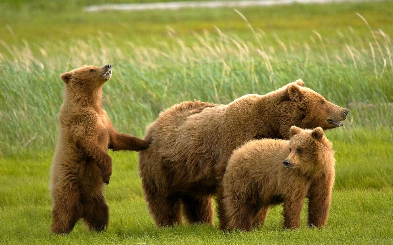 (ویدئو) تصویری زیبا از خرسِ مادر و دو توله‌اش در کوهرنگ