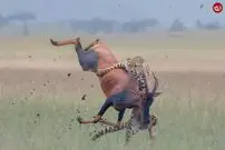 (ویدئو) شاخ‌چنگی از دست یوزپلنگ گریخت و شکار کفتارها شد!