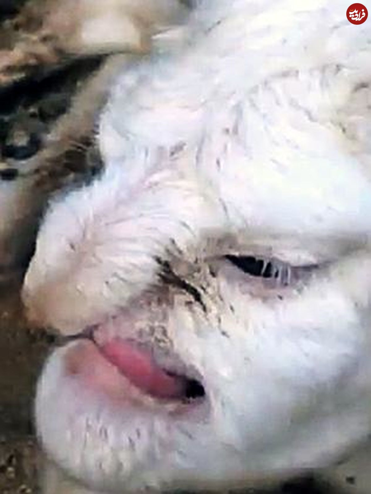 (فیلم) تولد یک گوسفند بسیار عجیب!