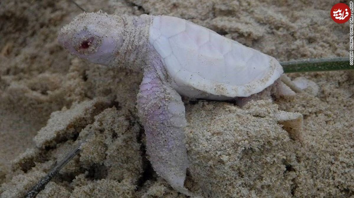 تصاویر/ تولد بچه لاکپشت زال در استرالیا