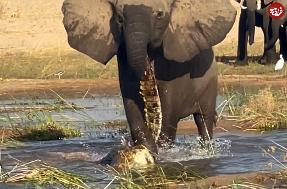 (ویدئو) اتفاق نادر در حیات وحش؛ فیل خشمگین، تمساح را کشت!