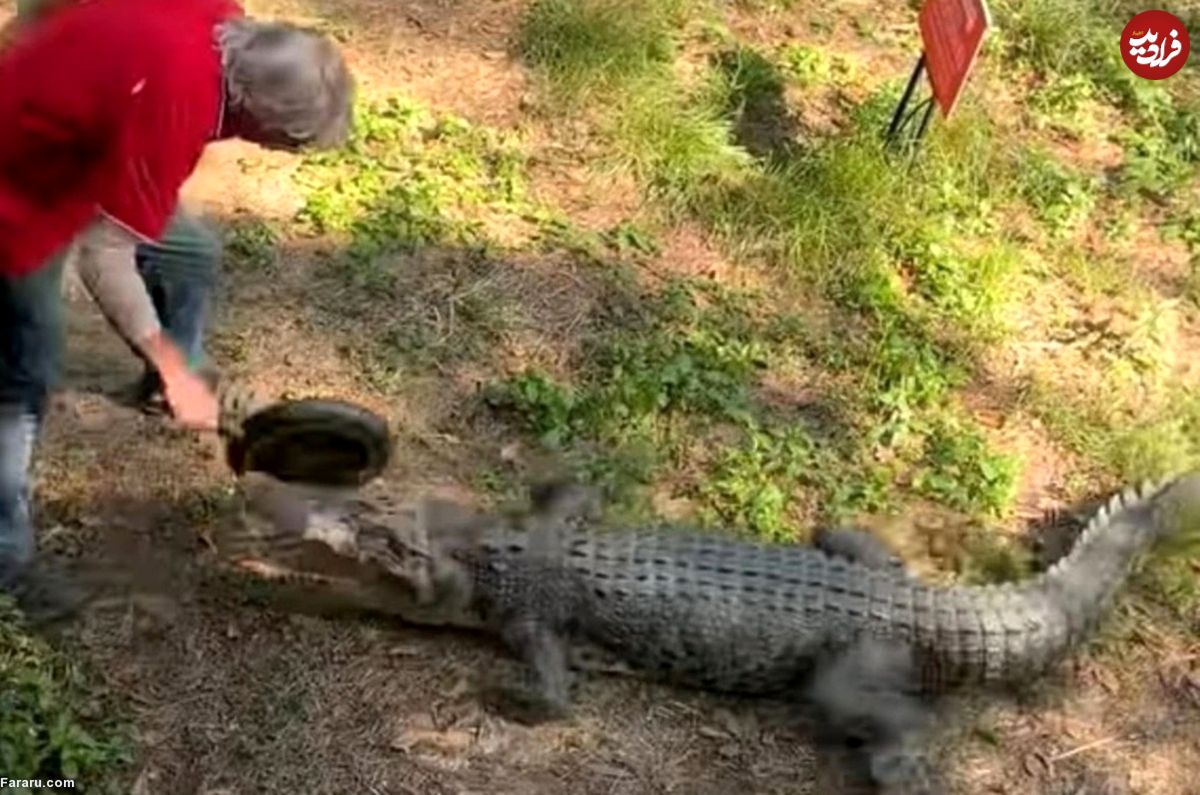 (ویدئو) پیرمرد با ماهیتابه بر سر تمساح کوبید و از مرگ نجات یافت!