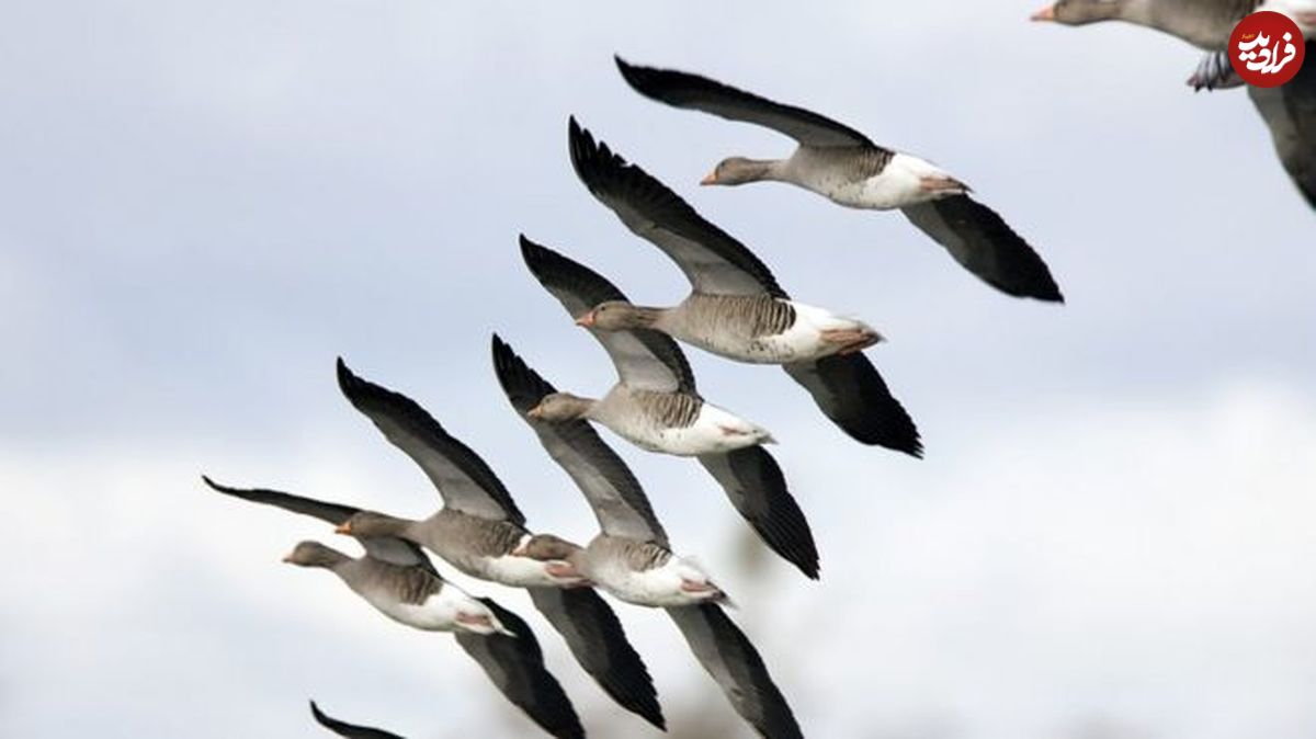 ۱۳ واقعیت شگفت‌انگیز دربارهٔ مهاجرت پرندگان