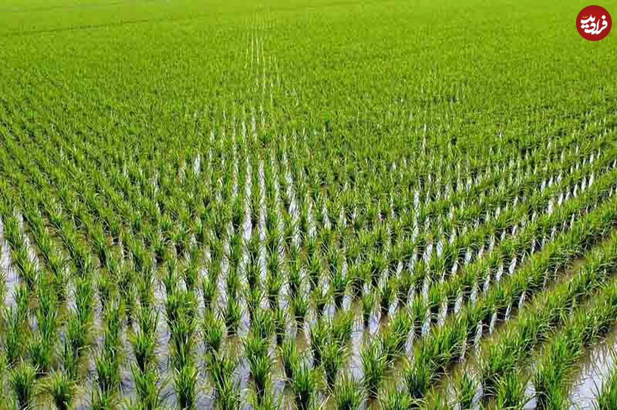 زنجانیها چطور از سیل کره گرفتند؟