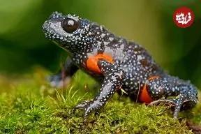 عکاسی از «قورباغه‌های کهکشانی» آنها را به مرز انقراض کشانده است