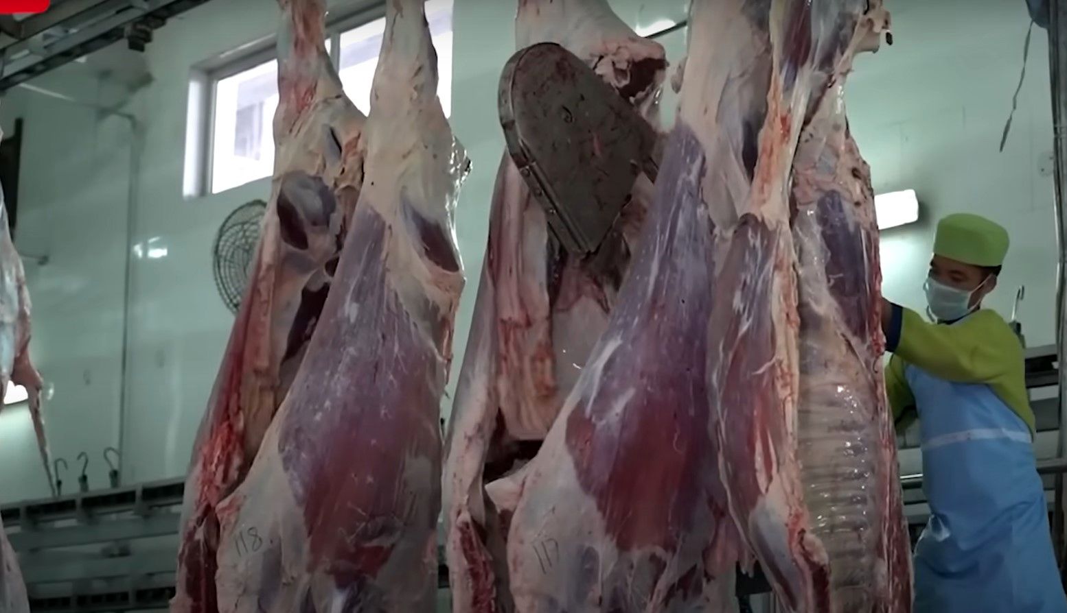 (ویدئو) مراحل پرورش هزاران گاومیش هندی؛ برش و بسته بندی گوشت گاومیش در کارخانه