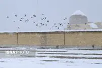 (تصاویر) اولین برف زمستانی در ساوه
