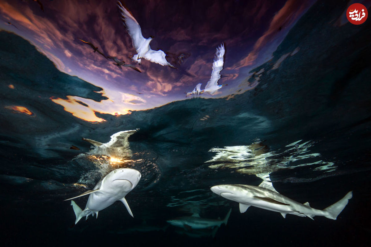 تصاویر/ برندگان مسابقه عکاسی زیر آب