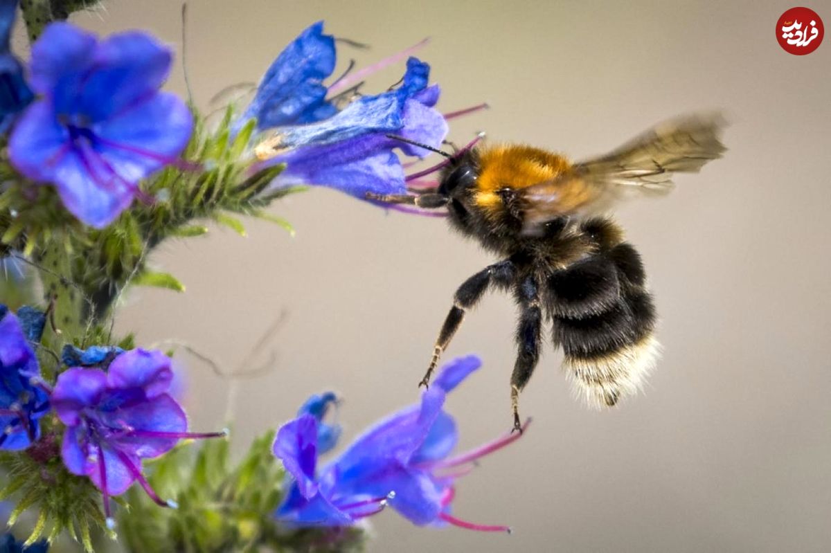 خطر انقراض "زنبور‌های گرده‌افشان"