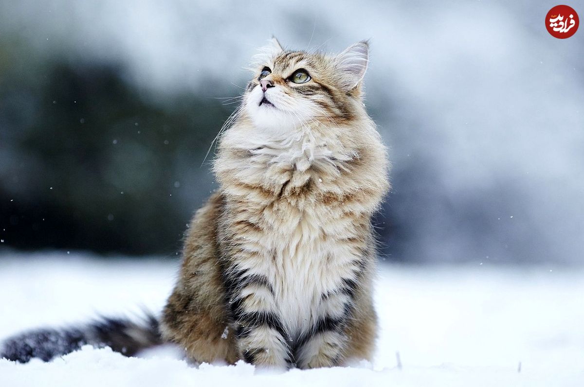 (ویدئو) راهکار خیره کننده گربه‌ها برای در امان ماندن از سرما