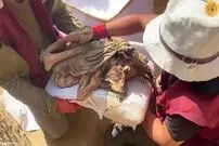 (ویدئو) کشف مومیایی یک نوجوان با پوست و موی سالم