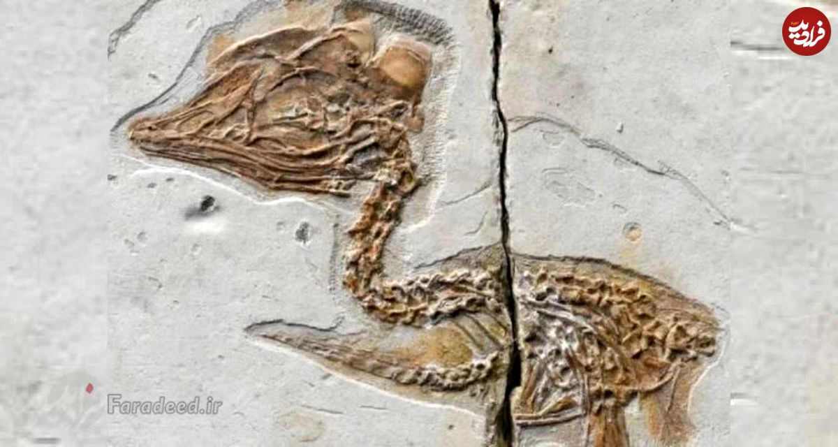 کشف فسیلی ۱۲۰ میلیون ساله با جمجمه‌ی تی‌رکس و بدن پرنده