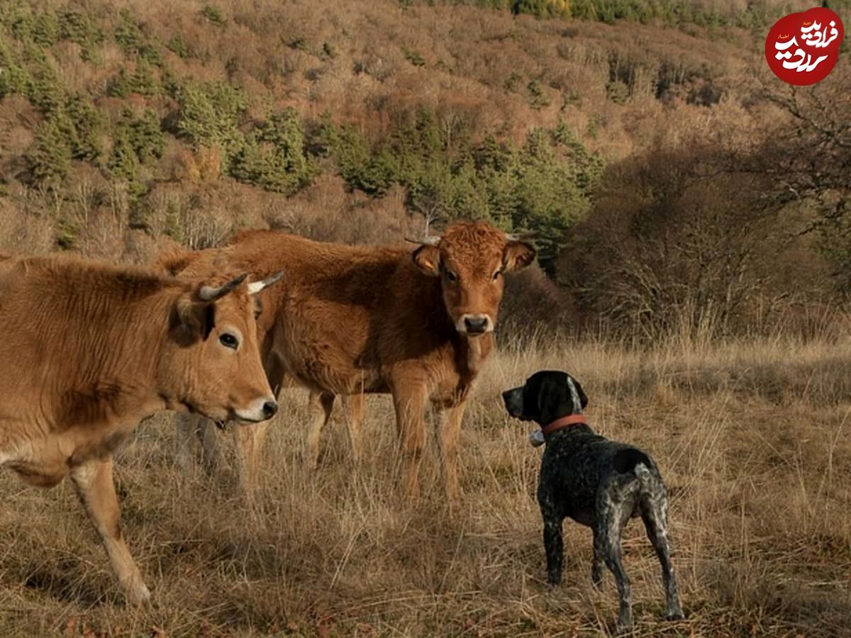 (ویدئو) درس عبرتی که گاو به سگ خانگی مزاحم داد!