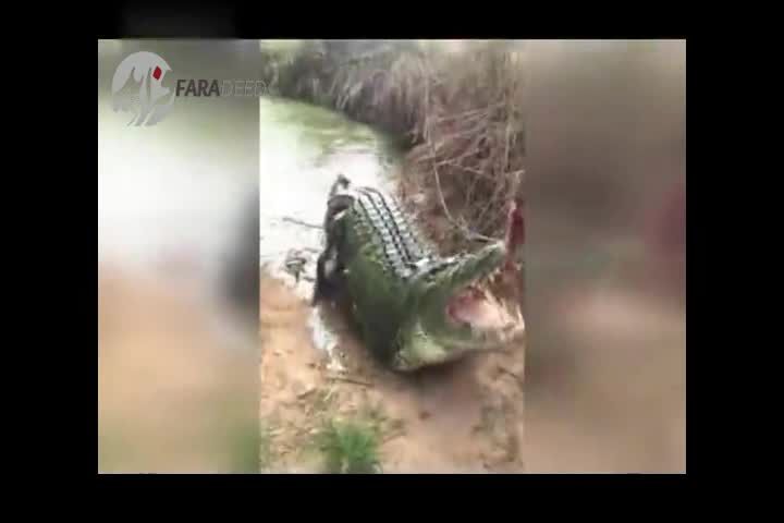 ویدیو/ شوخی با تمساح غول پیکر