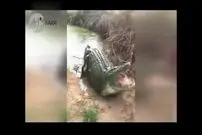 ویدیو/ شوخی با تمساح غول پیکر