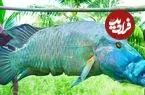 ببینید| غذای روستایی در هند؛ پخت یک طوطی ماهی غول پیکر در جنگل