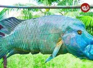 ببینید| غذای روستایی در هند؛ پخت یک طوطی ماهی غول پیکر در جنگل