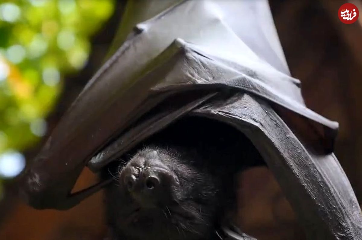 (ویدئو) جدال باورنکردنی خفاش با مار پیتون برای نجات دادن جان‌اش