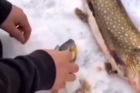 (ویدئو) تصویری عجیب از خارج شدن ماهی زنده از معده اردک ماهی