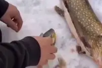 (ویدئو) تصویری عجیب از خارج شدن ماهی زنده از معده اردک ماهی