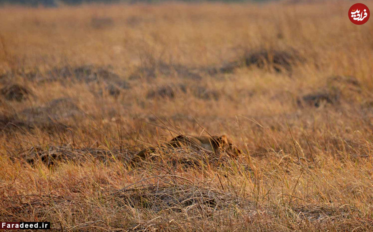تصاویر/ فرار شکار از مقابل گله شیرها