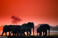 (تصاویر) عجیب و دیدنی از دنیای حیوانات