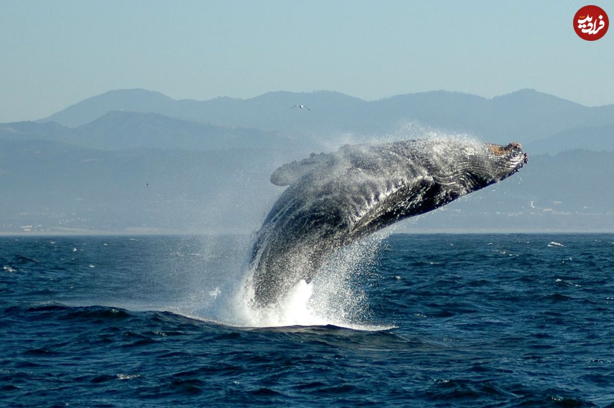 نهنگ کمیاب «براید» در خلیج فارس دیده شد