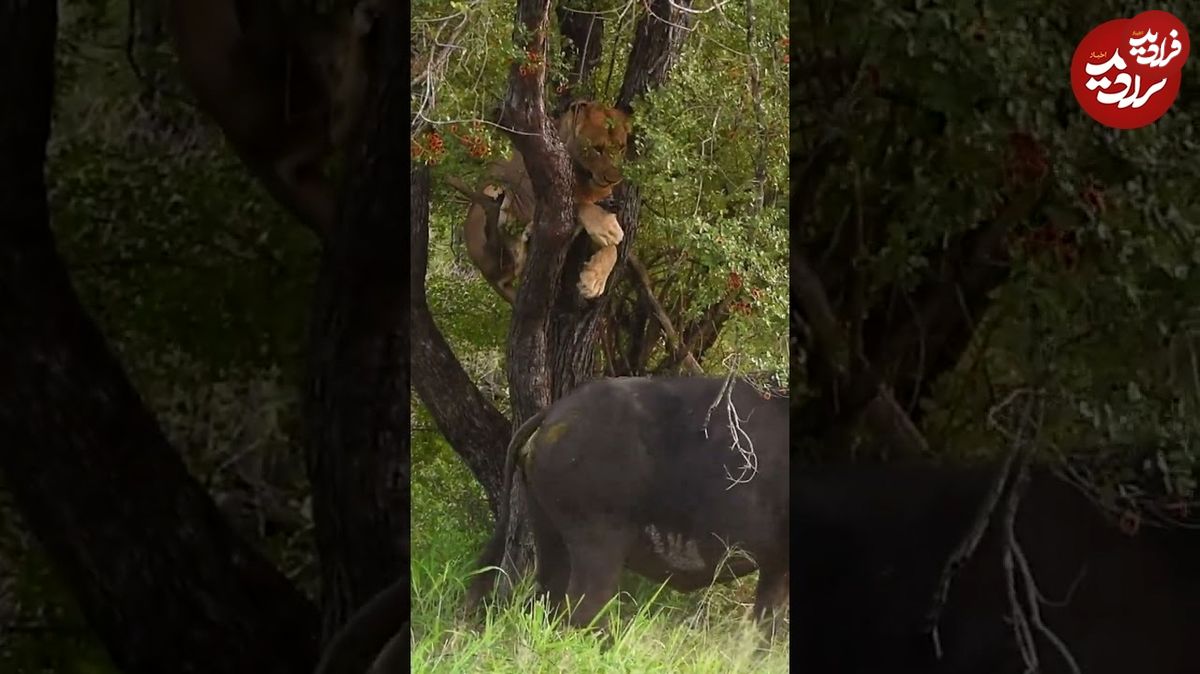 (ویدئو) شاخه و شانه کشیدن بوفالوها برای پایین کشیدن شیر ترسو از درخت