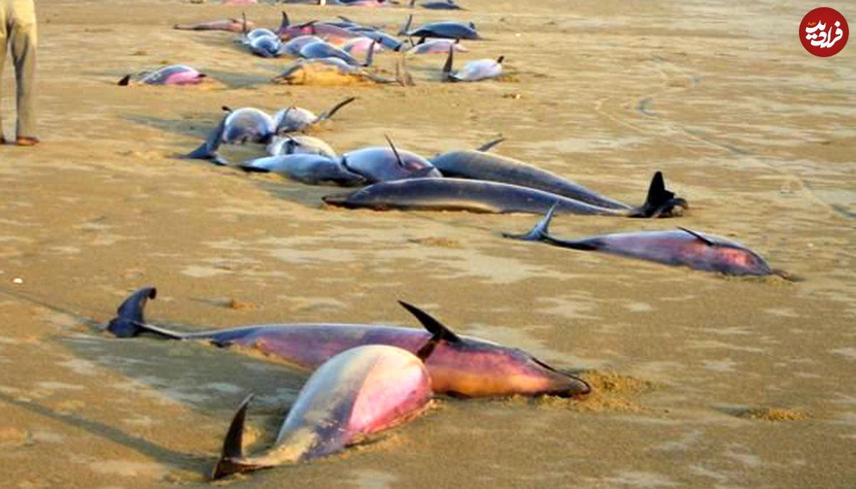 جنگ الکترونیک دلفین‌های خلیج‌فارس را می‌کشد