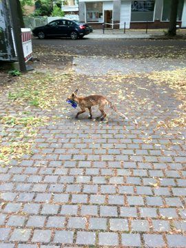 روباه کفش‌دزد در آلمان