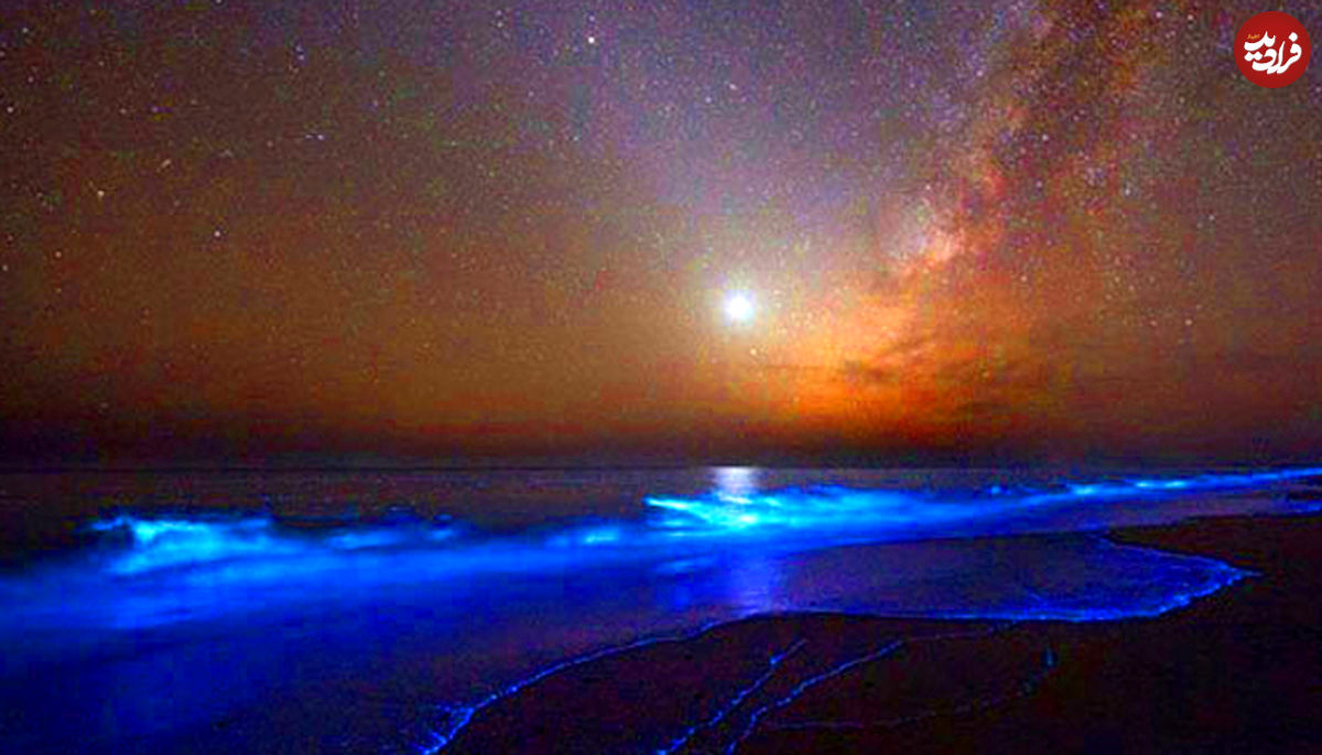 تصویر/ شب تاب دریایی؛ جاذبه‌ای آبی و درخشان