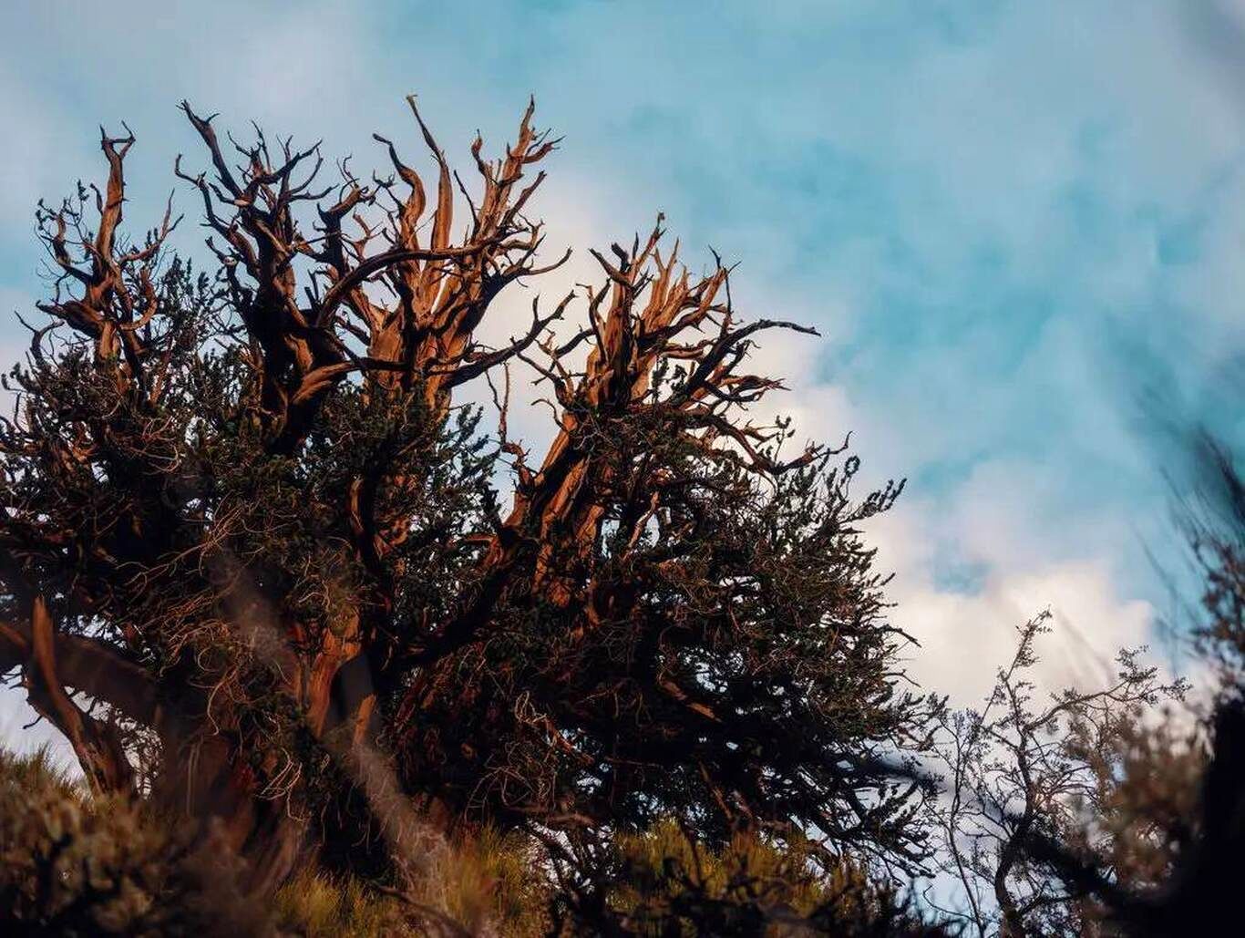 (تصاویر) کشف پیرترین درخت زنده‌ و عجیب دنیا