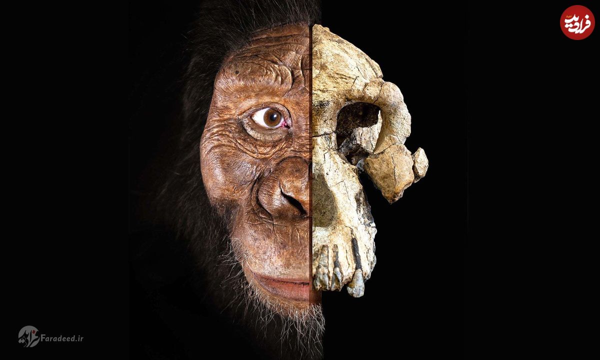 رونمایی از چهره جد انسان؛ چالش نظریه‌های تکامل با جمجمه ۳.۸ میلیون ساله