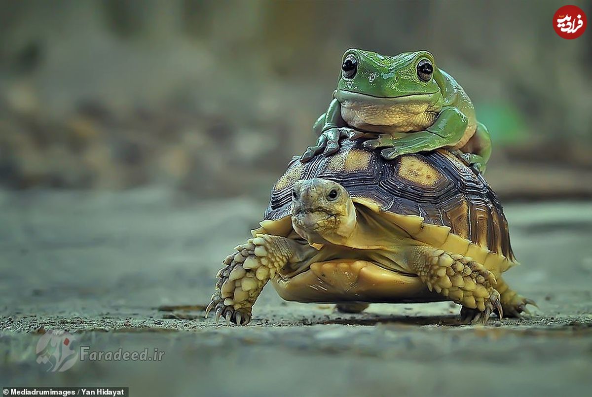 تصاویر/ سواری گرفتن قورباغه از لاک‌پشت