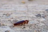 سوسک‌ها، عامل پنهان آلودگی هوا