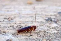 سوسک‌ها، عامل پنهان آلودگی هوا