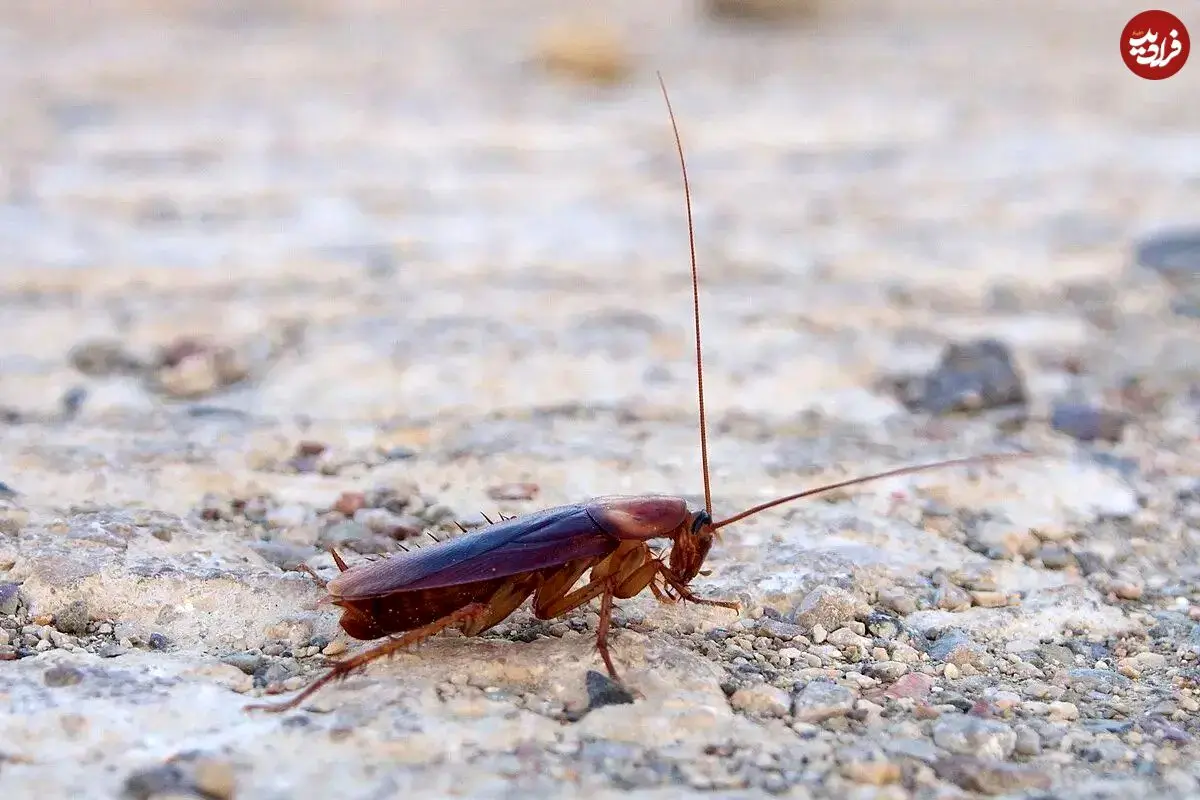 سوسک‌ها، عامل پنهان آلودگی هوا