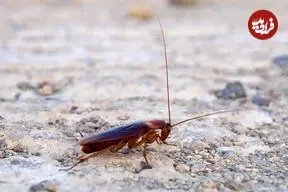 سوسک‌ها، عامل پنهان آلودگی هوا