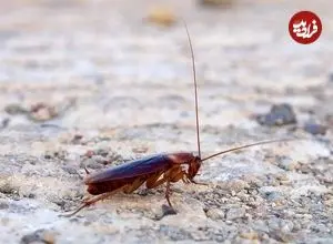 سوسک‌ها، عامل پنهان آلودگی هوا