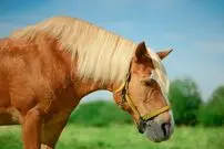 (عکس) اسب گوشتخوار، اتفاقی که دنیا را متحیر کرد!