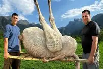 ببینید| غذای روستایی در آذربایجان؛ کباب کردن یک شترمرغ کامل در بشکه